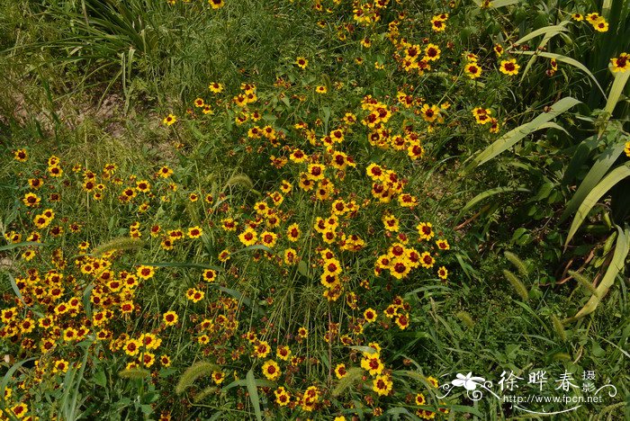 苹果苹果价格