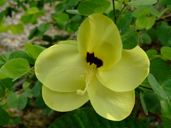 野生荠菜图片