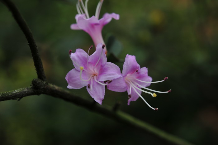 桂花苗木