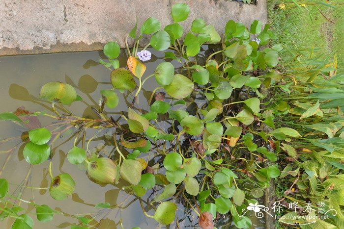 丁香花种植