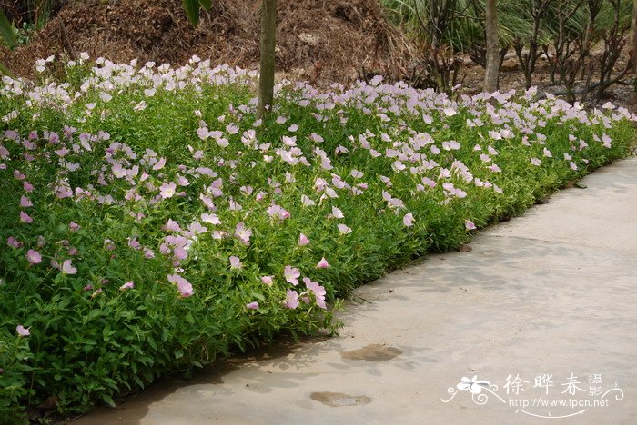 玫瑰花真实照片大图