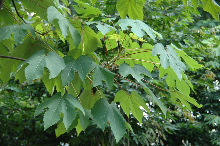 山药种子