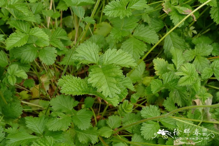 罗平县油菜花