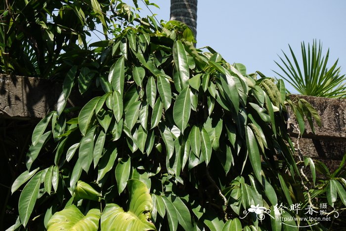 植物灯散热器