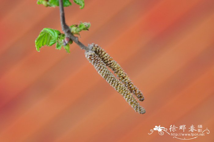 吊兰开花预示着什么