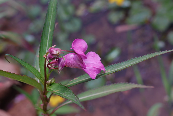 黄花