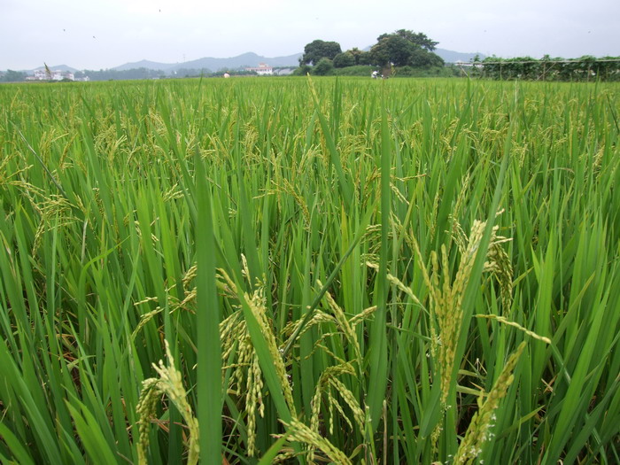 家中不宜养蕨类植物