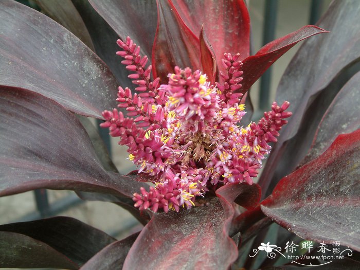 蓝花楹种植基地