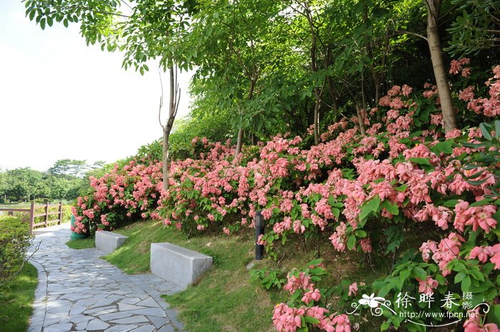 水仙花期