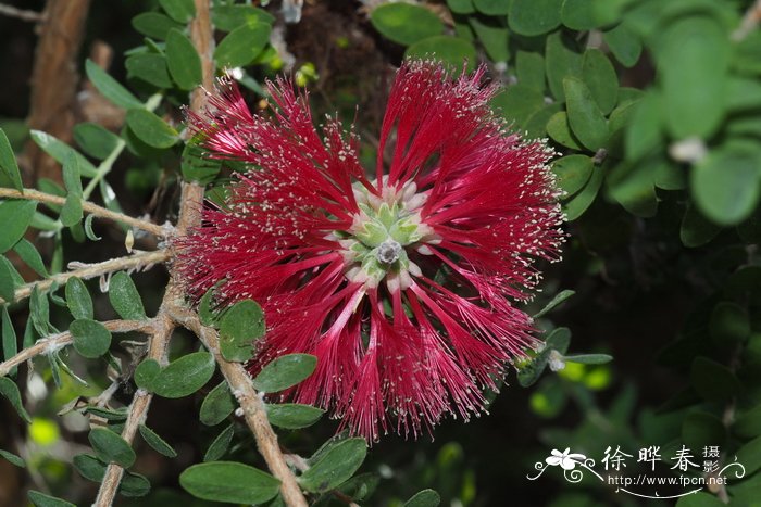 玫瑰花叶子图片