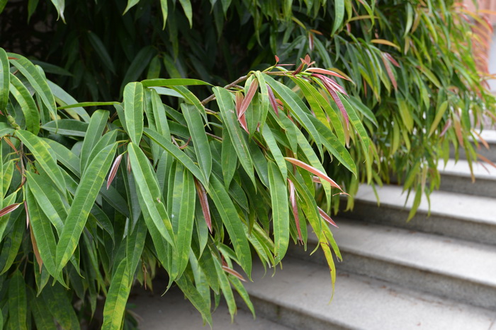 杜鹃花是否有毒