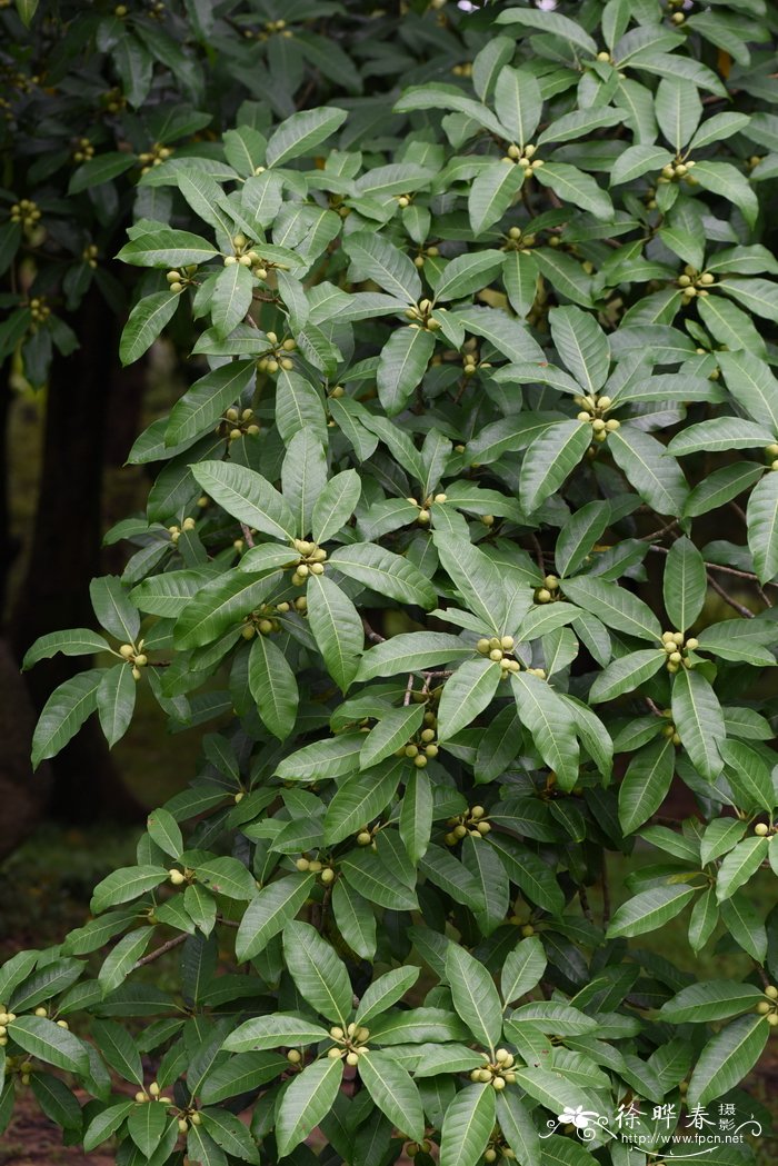 水仙花开