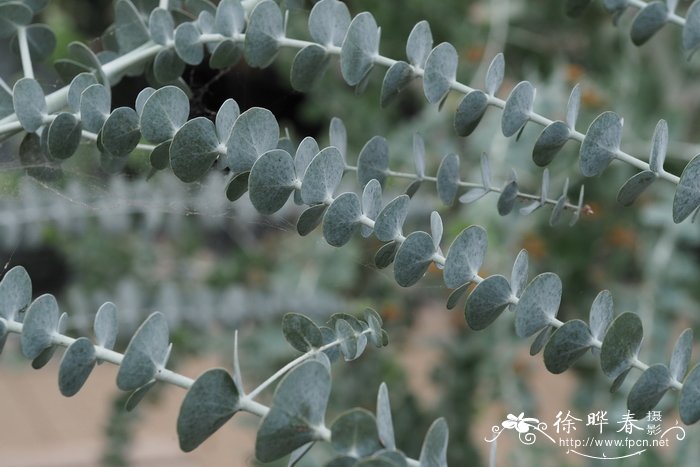 玫瑰花真实照片大图