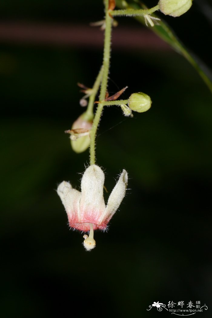 菠萝和凤梨区别