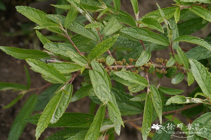 穿心莲图片植物图片