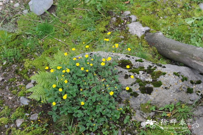 栀子花的养护