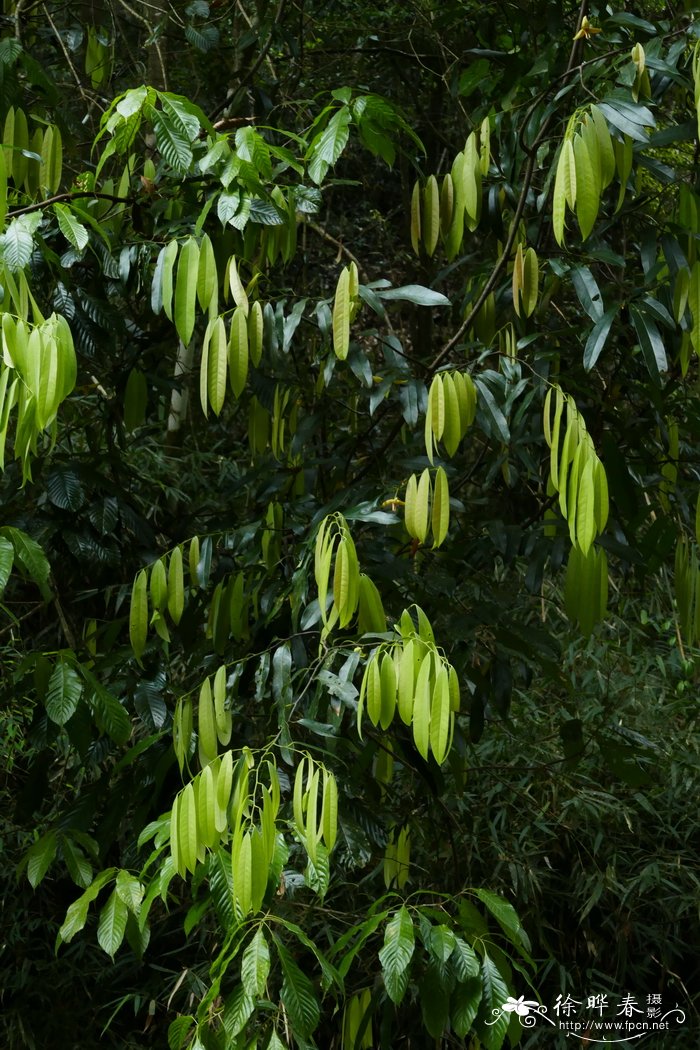 绿植价格