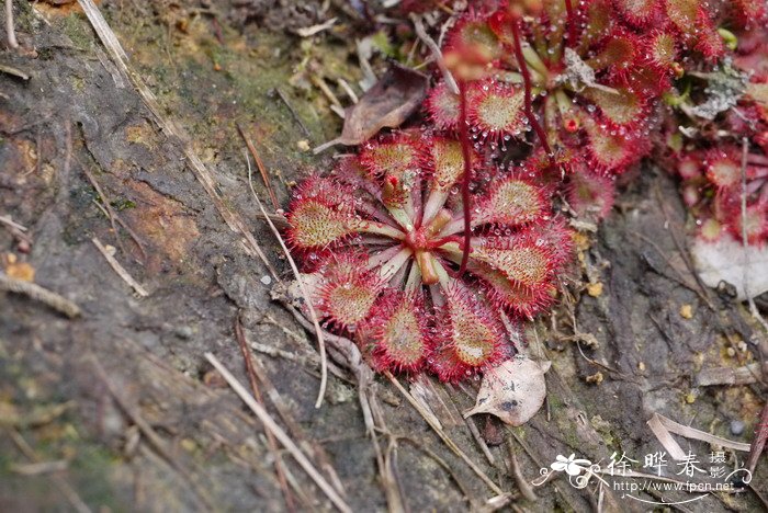 栀子花价格