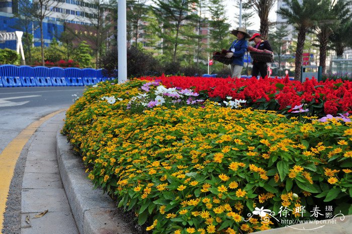 丹桂飘香是什么季节