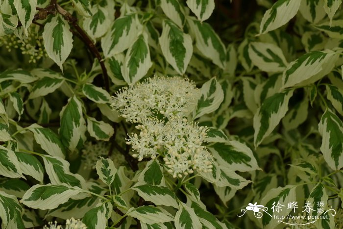 月季花什么时候开花 几点钟