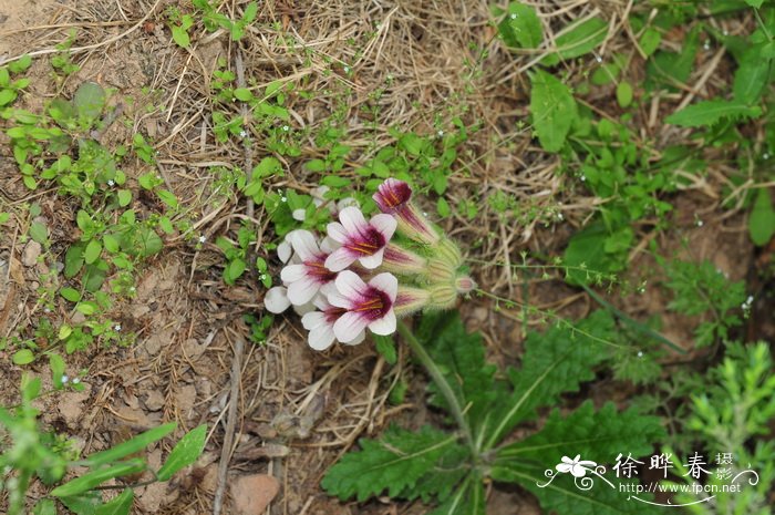 生病送什么花比较好