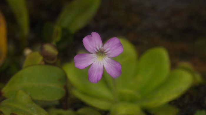 合欢花的花语