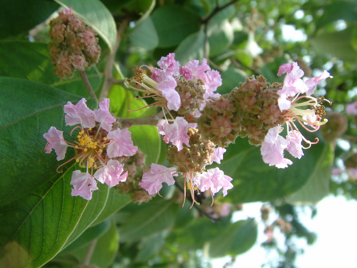 下山兰花