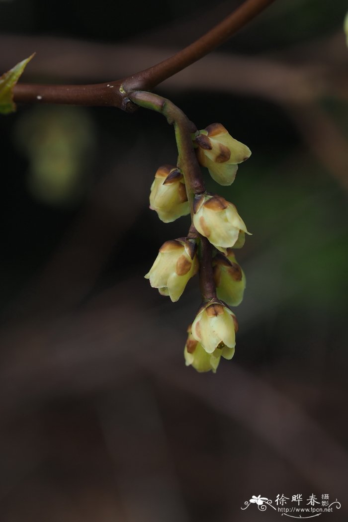 春羽花语及寓意