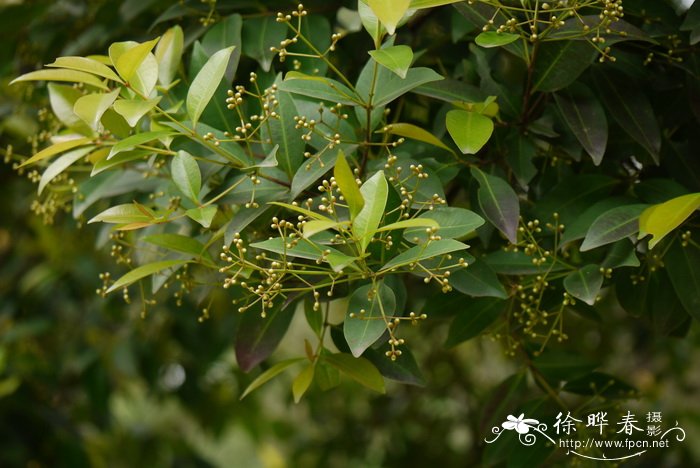 种植方式