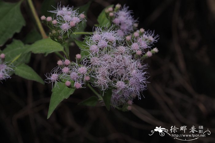 苹果树