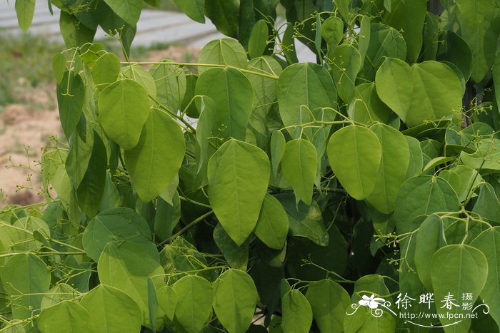 黄芪的食用方法