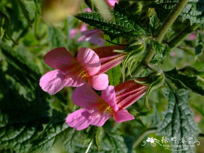 野生荠菜图片