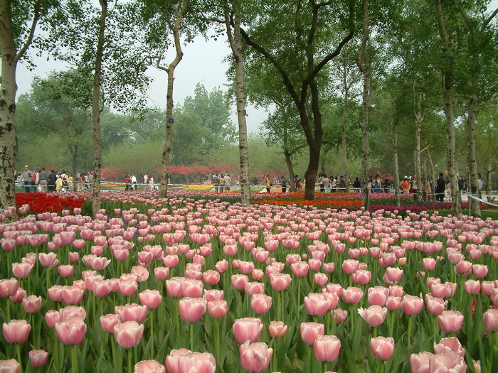 一帆风顺花图片