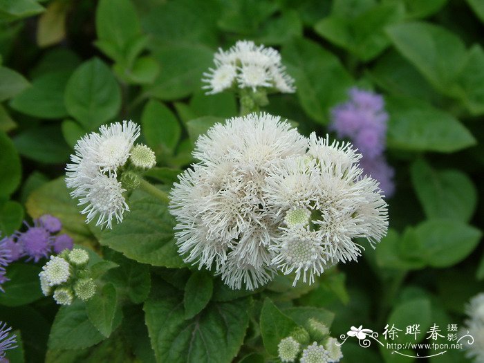 植物的生长过程