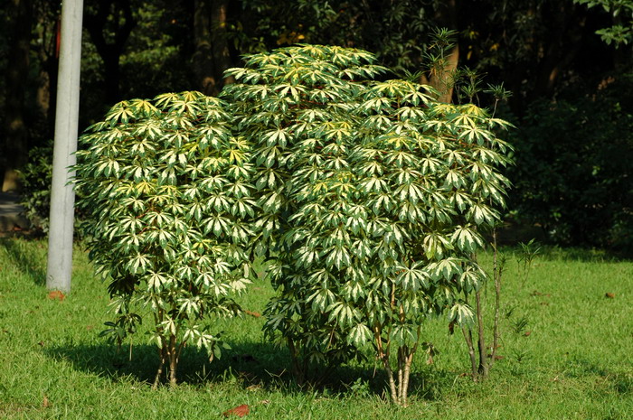 寒富苹果品种介绍