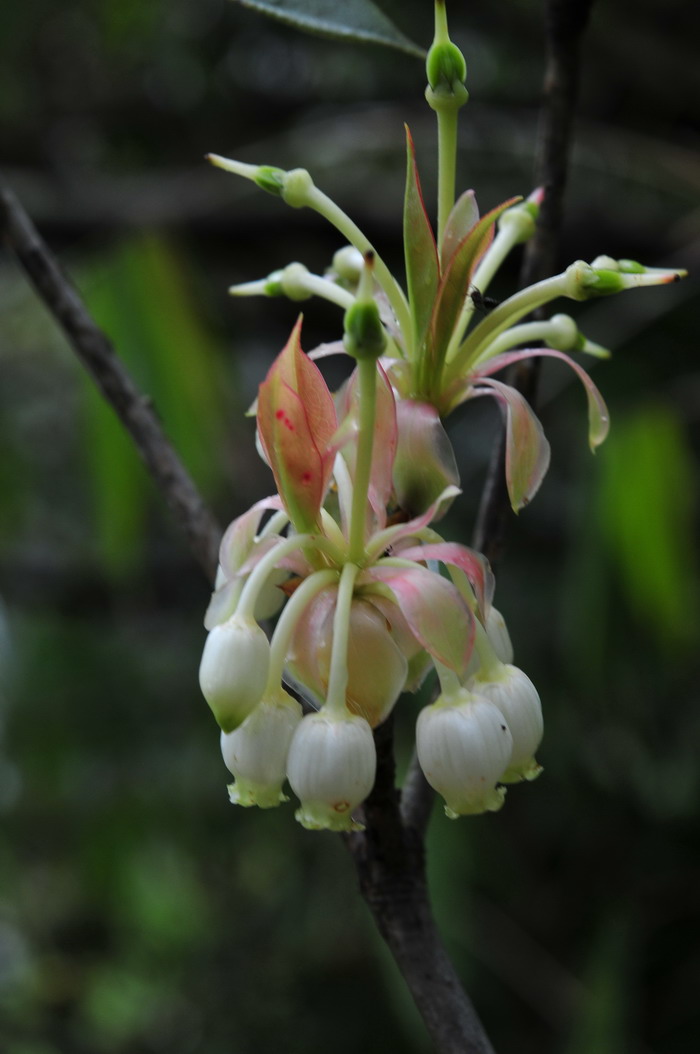 菠萝蜜产地