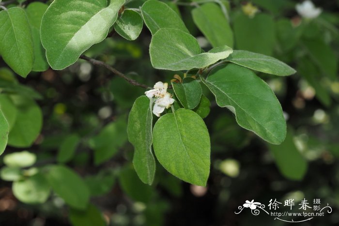 藻类植物