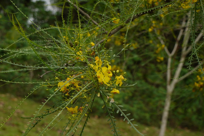 绿植价格