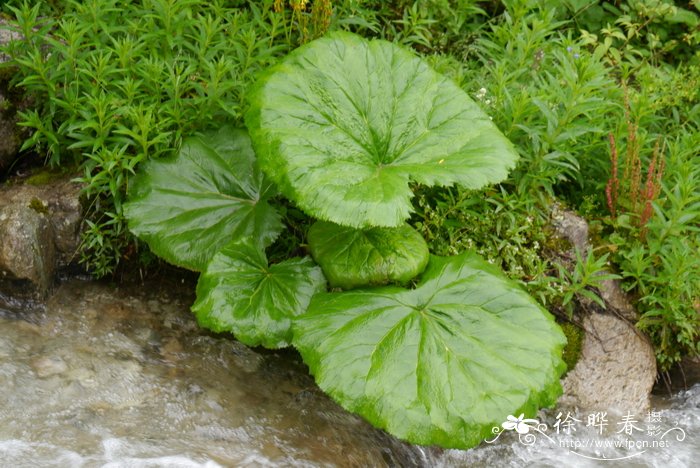 野鸡药三步倒配方.4元l粒