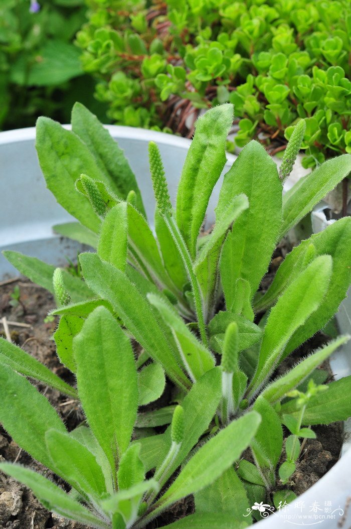 罗平油菜花最佳时间