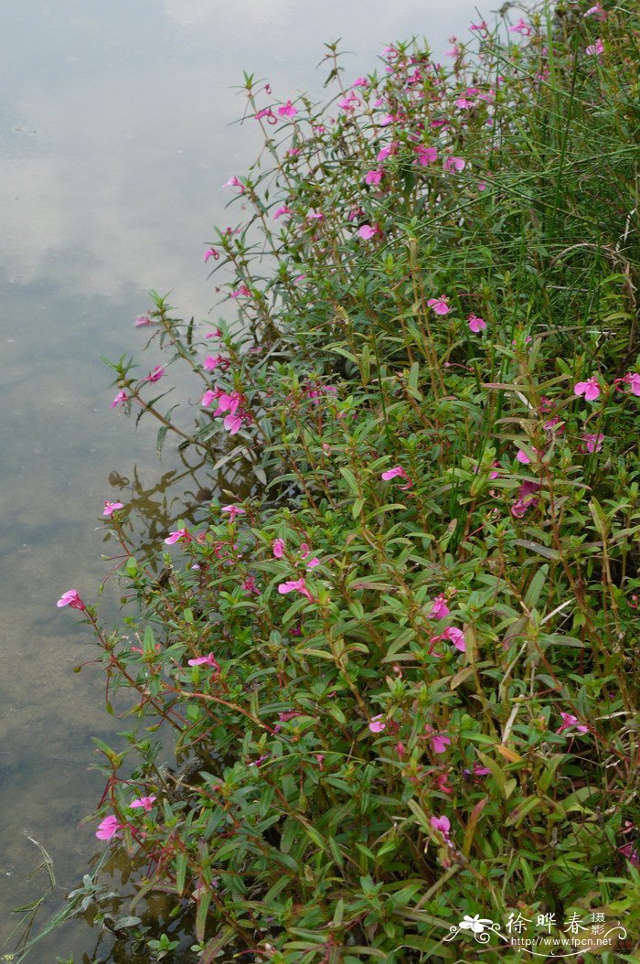 异花授粉