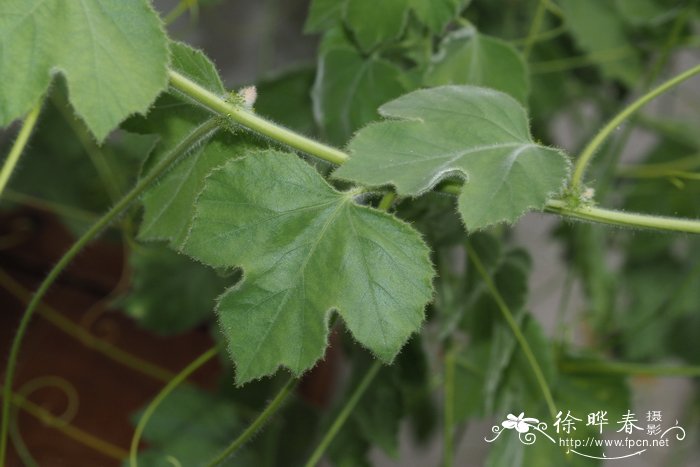 香水文心兰哪个品种最香