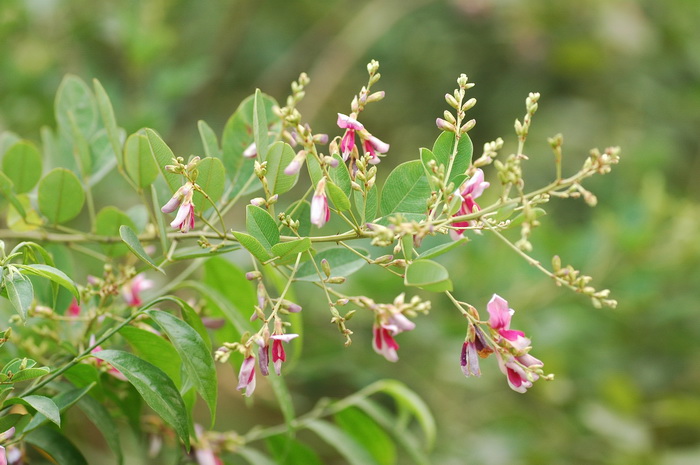 花椒价格