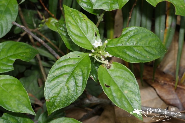 腊梅插枝种植方法