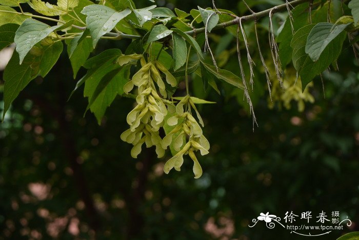 绿叶植物