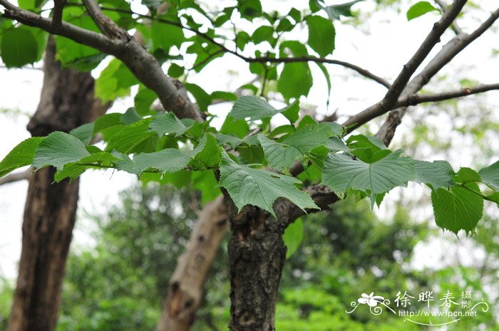 菠萝树长什么样