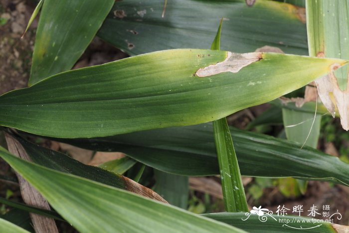 猫须草痛风患者正确服用方法