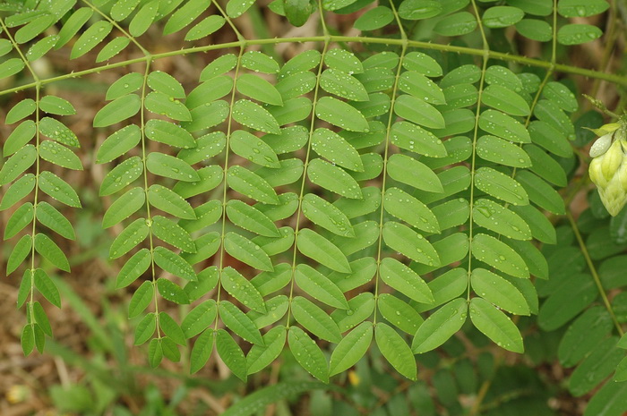 幸福树的花