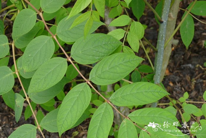 冬天开的花有哪几种花