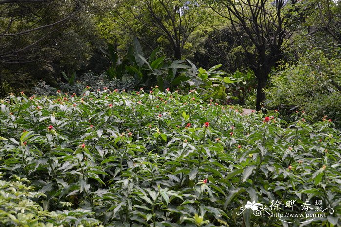 小丽花